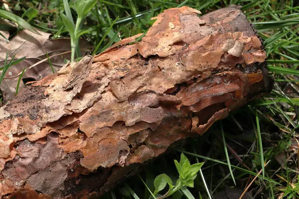 Textura Casca Uma Árvore Conífera Grama Superfície Madeira — Fotografia de Stock
