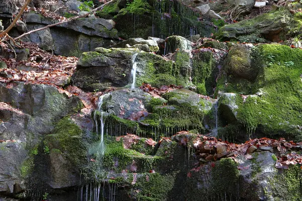 Taşların üzerinden akan su. Yosun kaplı kayalar. Kapama hızı yavaş. Şelaleye odaklan, bulanık yapraklara. Çek Cumhuriyeti 'nde Travny Nature Reserve. Beskydy Dağları.