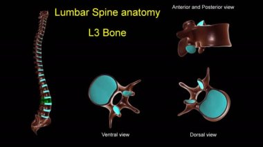 Tıbbi konsept için bel omurgası L 3 kemik anatomisi ön ve arka dönüşlü 3D animasyon