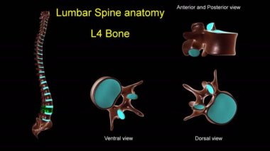 Tıbbi konsept için bel omurgası L 4 kemik anatomisi. Anterior ve posterior dönüşlü 3D animasyon.