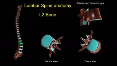 Tıbbi konsept için bel omurgası L 2 kemik anatomisi. Ön ve arka dönüşlü 3D animasyon