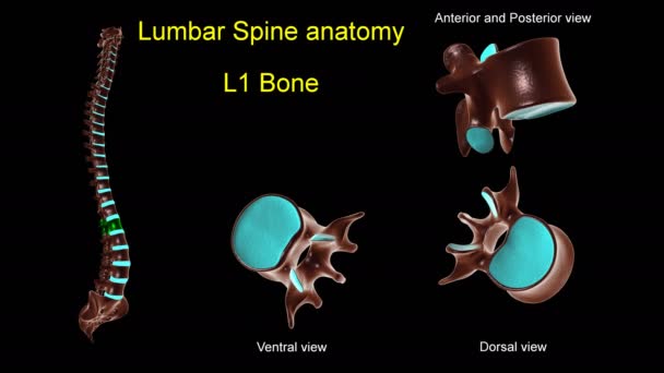 Lumbális Gerinc Csontanatómia Orvosi Koncepcióhoz Animáció Elülső Hátsó Elfordulással — Stock videók