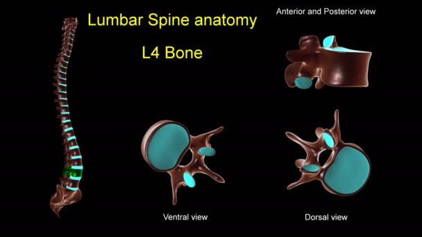 Tulang Belakang Lumbar Anatomi Tulang Untuk Konsep Medis Animasi Dengan — Stok Video