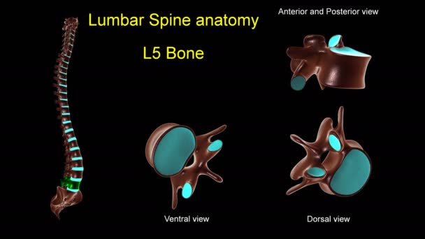 腰椎L5骨解剖医学概念3D动画前后旋转 — 图库视频影像