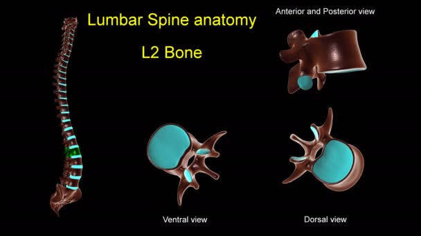 Lumbar Ruggengraat Bot Anatomie Voor Medisch Concept Animatie Met Anterior — Stockvideo