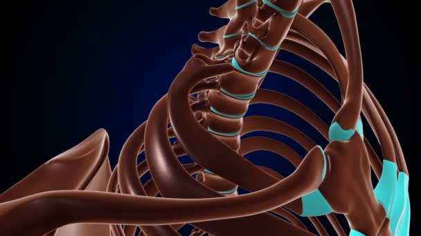Costovertebral Costotransverse Stawów Anatomia Klatki Piersiowej Człowieka Koncepcja Medyczna Animacja — Wideo stockowe