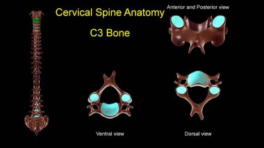 Tıbbi konsept için servikal omurga C-3 kemik anatomisi ön ve arka görüşlü 3D görüntü