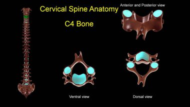 Tıbbi konsept için servikal omurga C-4 kemik anatomisi ön ve arka görüşlü 3D görüntü