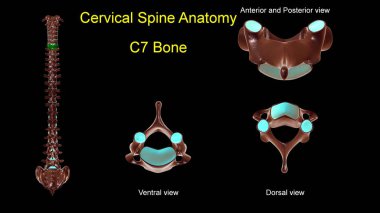 Tıbbi konsept için servikal omurga C-7 kemik anatomisi. Ön ve arka görüşlü 3D görüntü.