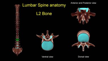 Tıbbi konsept için bel omurgası L 2 kemik anatomisi ön ve arka görünüşlü 3D görüntü