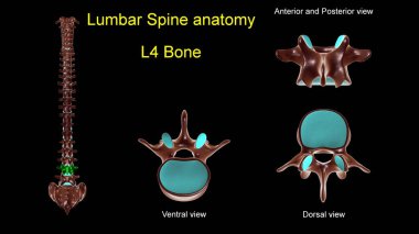 Tıbbi konsept için bel omurgası L 4 kemik anatomisi. Ön ve arka görünümü olan 3D görüntü.
