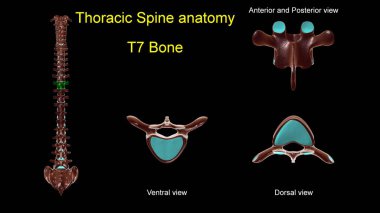 Tıbbi konsept için göğüs omurgası T-7 kemik anatomisi ön ve arka görüşlü 3D görüntü