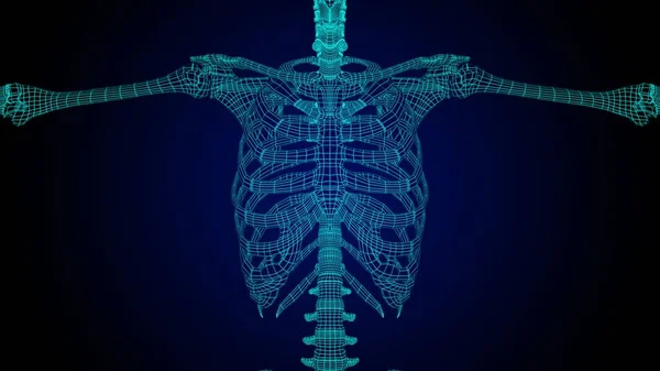 Brustkorb Anatomie Illustration Mit Drahtgestell Skelett Für Medizinisches Konzept — Stockfoto