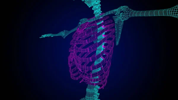 Rib cage anatomy 3D Illustration with wire frame skeleton for medical concept