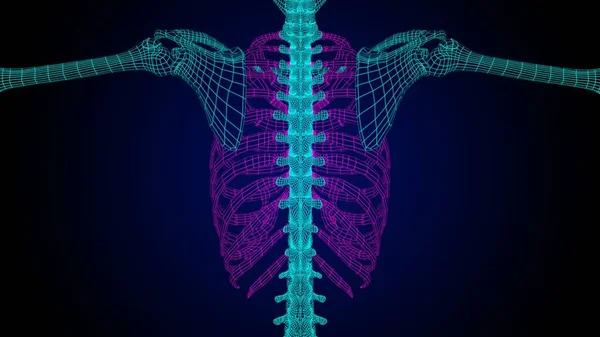 医用线框骨架环笼解剖3D图解 — 图库照片