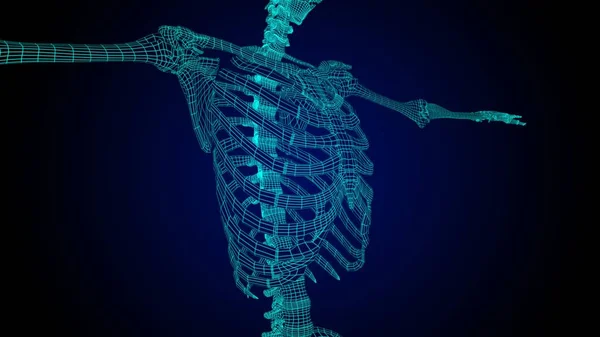 医用线框骨架环笼解剖3D图解 — 图库照片