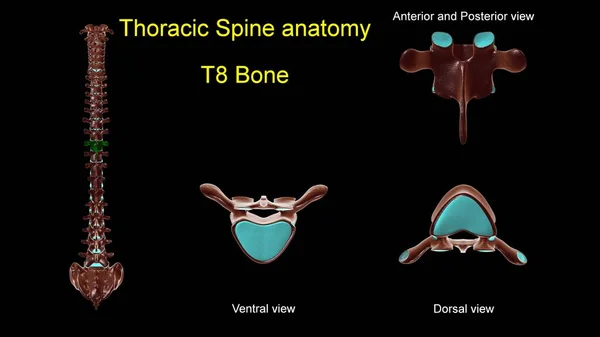 胸部脊椎T 8骨解剖学的医学的概念 3Dイラスト 前後表示 — ストック写真