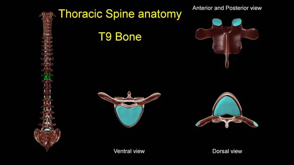 胸部脊椎T 9骨解剖学的医学的概念 3Dイラスト 前後表示 — ストック写真