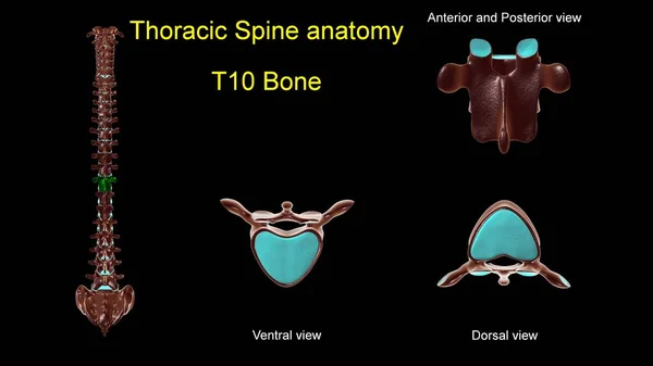 胸部脊椎T 10骨医学的概念の解剖学3Dイラスト前後面付 View — ストック写真