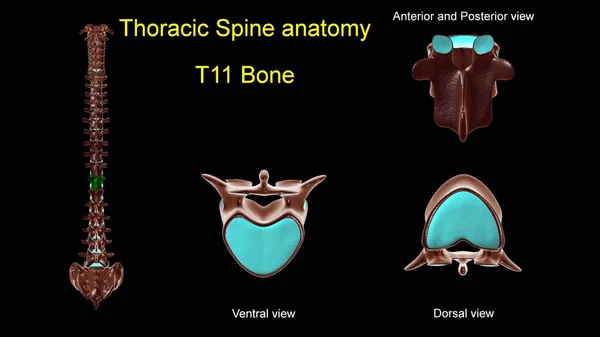 胸部脊椎T 11骨解剖学的医学的概念 3Dイラスト 前後表示 — ストック写真