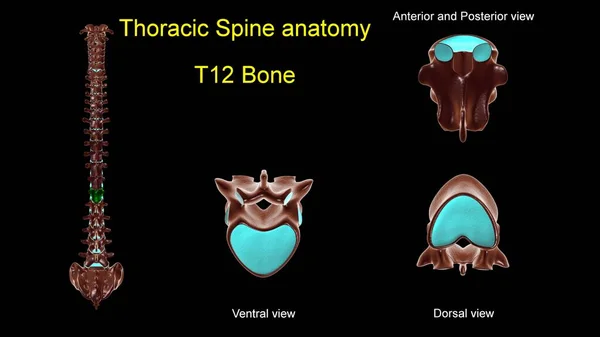 胸部脊椎T 12骨解剖学的医学的概念 3Dイラスト 前後表示 — ストック写真