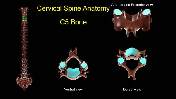 Cervicale Colonna Vertebrale Anatomia Ossea Concetto Medico Illustrazione Con Vista — Foto Stock