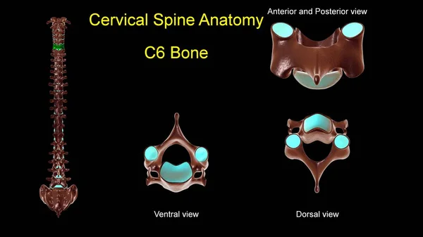 Espinha Cervical Anatomia Óssea Para Conceito Médico Ilustração Com Vista — Fotografia de Stock