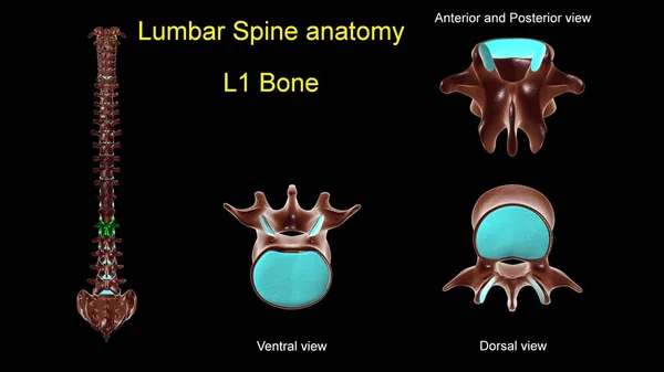 医療コンセプト用腰椎L 1骨解剖学 3Dイラスト — ストック写真