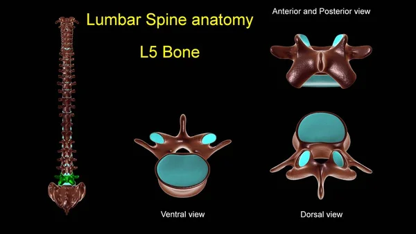 Lumbális Gerinc Csont Anatómia Orvosi Koncepció Illusztráció Elülső Hátsó Nézetben — Stock Fotó