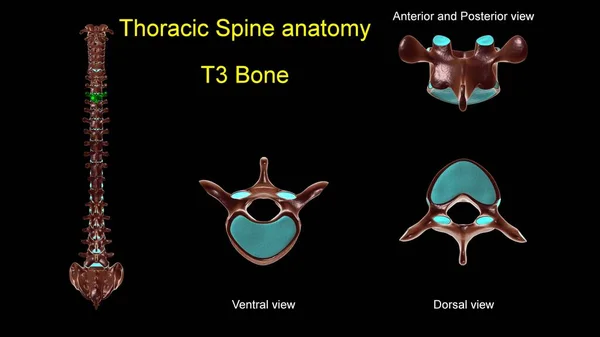 胸部脊椎T 3骨解剖学的医学的概念 3Dイラスト 前後表示 — ストック写真
