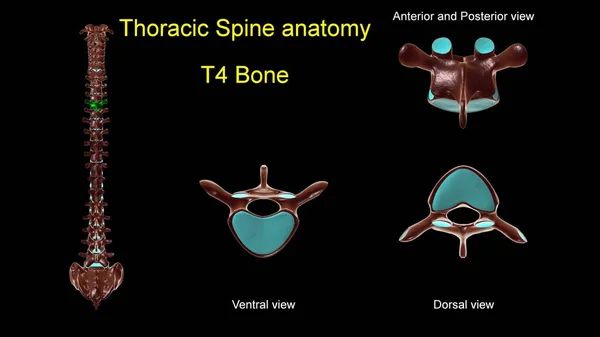 胸部脊椎T 4骨解剖学的医学的概念 3Dイラスト 前後表示 — ストック写真