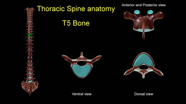 胸部脊椎T 5骨解剖学的医学的概念 3Dイラスト 前後表示 — ストック写真