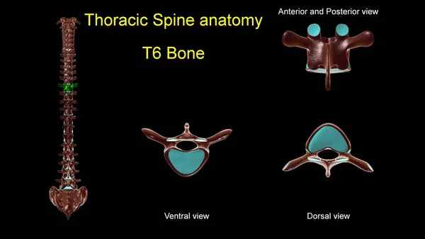 胸部脊椎T 6骨解剖学的医学的概念 3Dイラスト 前後表示 — ストック写真