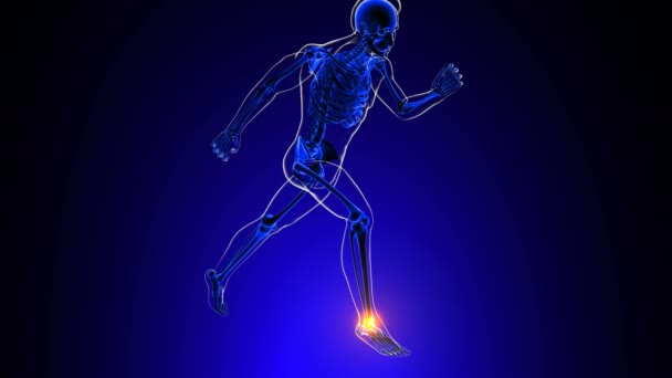 三维医学概念动画的脚踝关节疼痛解剖 — 图库视频影像