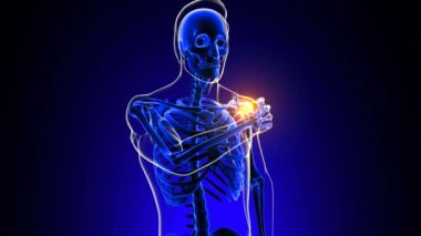 Tıbbi Konsept 3 boyutlu animasyon için omuz eklem ağrısı Anatomisi