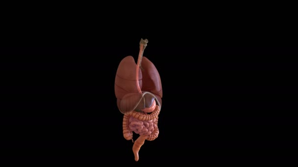 人体解剖学医学概念3D动画一个接一个地展示所有器官 — 图库视频影像