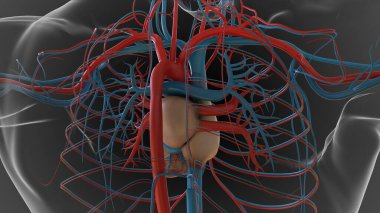 Tıbbi konsept için insan kalp dolaşım sistemi anatomisi 3 boyutlu resim