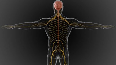 The central nervous system is made up of the brain and spinal cord 3D illustration clipart