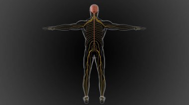 Merkezi sinir sistemi beyin ve omurilik üç boyutlu illüstrasyondan oluşur.