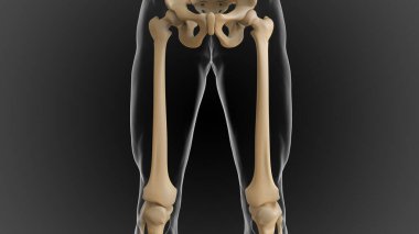 Kemikli iskelet iki parçaya bölünmüş eksensel iskelet ve ek iskelet 3 boyutlu illüstrasyon