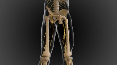 Kemikli iskelet iki parçaya bölünmüş eksensel iskelet ve ek iskelet 3 boyutlu illüstrasyon