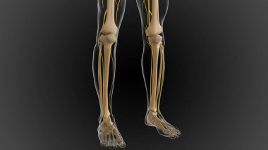 Kemikli iskelet iki parçaya bölünmüş eksensel iskelet ve ek iskelet 3 boyutlu illüstrasyon