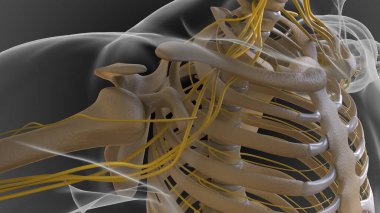Kemikli iskelet iki parçaya bölünmüş eksensel iskelet ve ek iskelet 3 boyutlu illüstrasyon