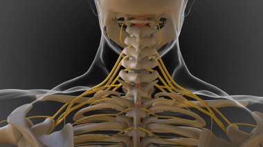 Kemikli iskelet iki parçaya bölünmüş eksensel iskelet ve ek iskelet 3 boyutlu illüstrasyon