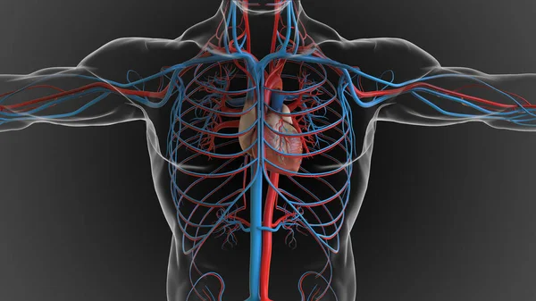 Human heart circulatory system anatomy for medical concept 3D Illustration