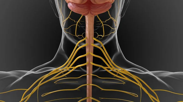 Central Nervous System Made Brain Spinal Cord Illustration — Stock Photo, Image
