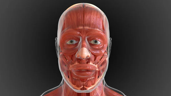 muscular system is an organ system responsible for providing strength 3D illustration
