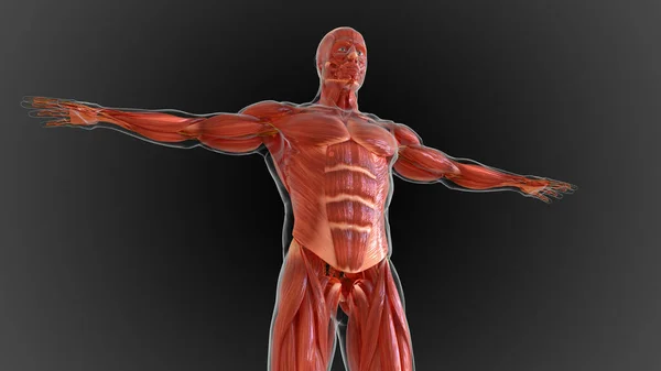 muscular system is an organ system responsible for providing strength 3D illustration
