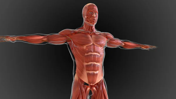 Muscular System Organ System Responsible Providing Strength Illustration — Stock Photo, Image