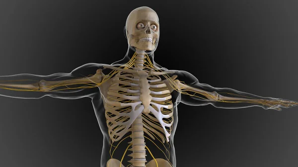 Bony Skeleton Divided Parts Axial Skeleton Appendicular Skeleton Illustration — Stock Photo, Image